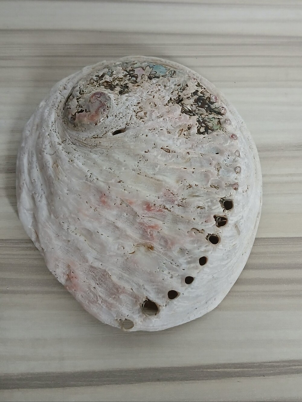 Genuine Abalone Shell - Picture 12 of 13